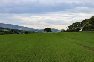 Scenic view of field against sky