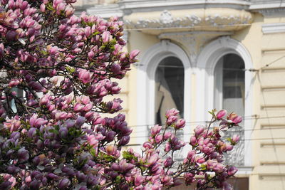 Close-up of pink flowering plant against building