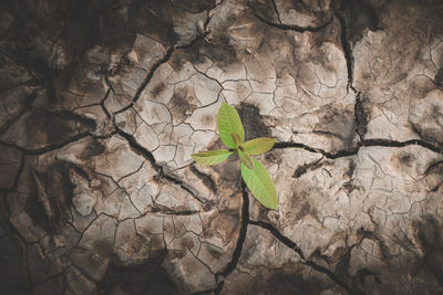 Close-up of dry leaves on plant against wall