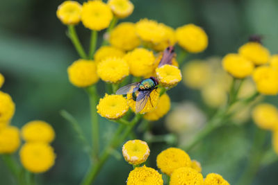 Close-up of insect pollinating on yellow flowers