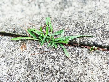 High angle view of plant