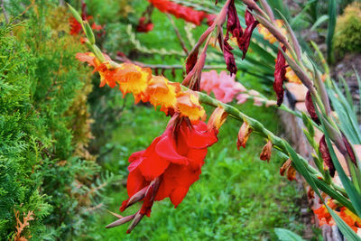 Close-up of red poppy flowers