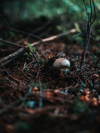 Close-up of mushroom growing on field