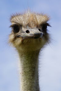 Close-up portrait of a bird