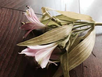 Close-up of fresh flowers