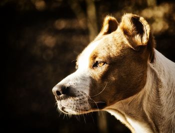 Close-up of dog outdoors