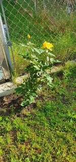 High angle view of yellow flower on field