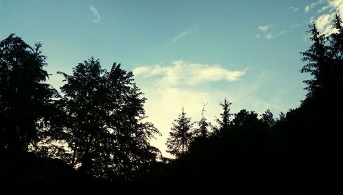 Low angle view of silhouette trees against sky