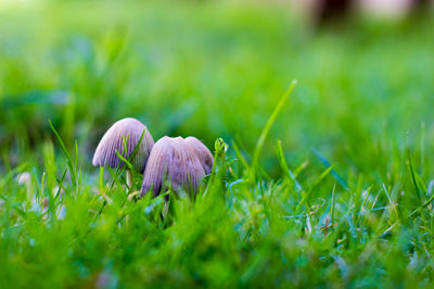 Close-up of purple flowering plant on field