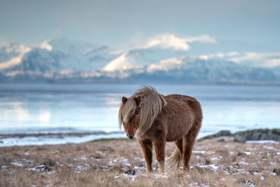 Horse standing on beach