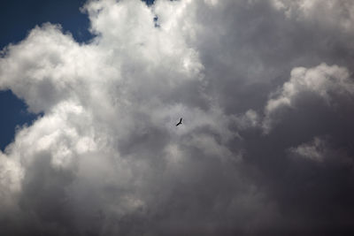 Low angle view of bird flying in sky