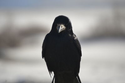 Close-up of a bird