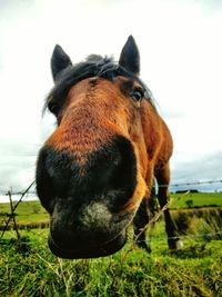 Close-up of horse on field