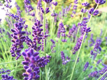 Close-up of purple flowers blooming outdoors