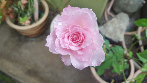 Close-up of wet pink rose