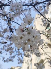 Low angle view of cherry blossoms in spring