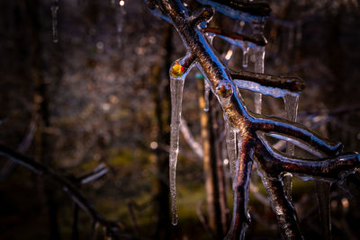 Close-up of frozen tree