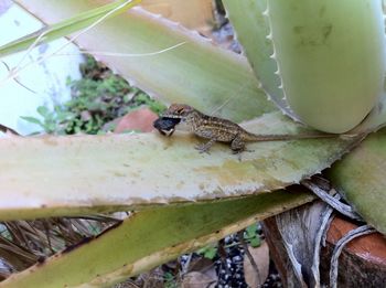 Close-up of insect on leaf