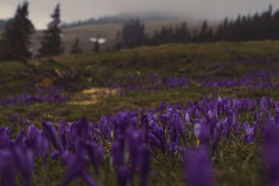 Close-up of purple crocus flowers