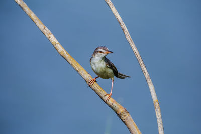 Low angle view of bird perching on branch against sky