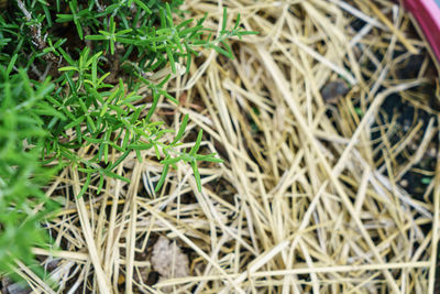 Full frame shot of grass