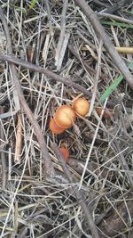 Close-up high angle view of eggs