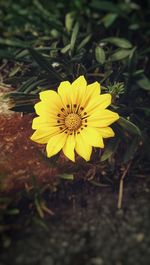 Close-up of yellow flower