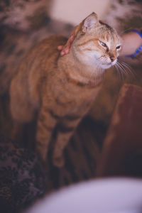 Stray cat in dahab, a diving resort in the red sea, sinai peninsula, egypt