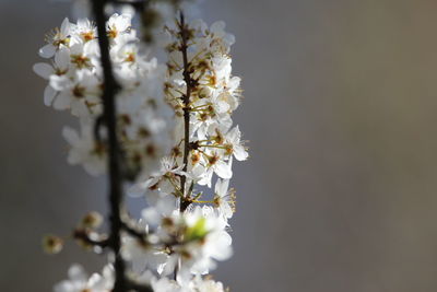 Close-up of white cherry blossom plant