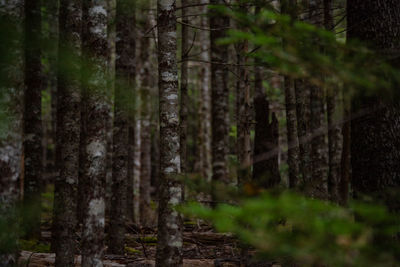 Trees growing in forest