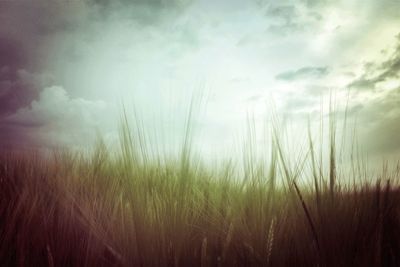 Scenic view of field against cloudy sky