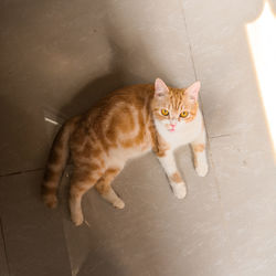 Portrait of cat on floor