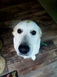 High angle portrait of dog on hardwood floor