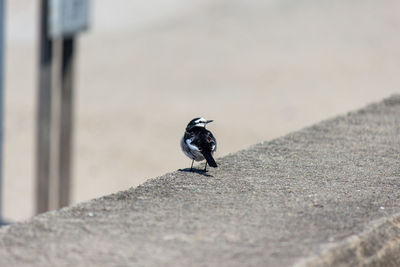 Close-up of bird perching on retaining wall