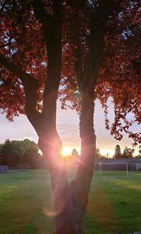 Sunlight streaming through trees on field during sunset