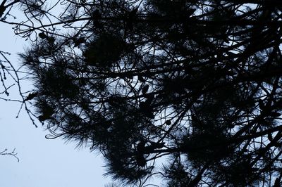 Low angle view of bare trees against sky