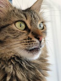 Close-up of cat looking away