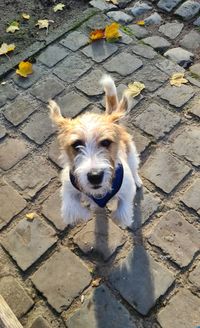 High angle portrait of dog on footpath