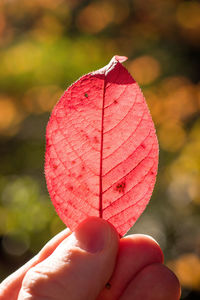 Close-up of hand holding autumn leaves