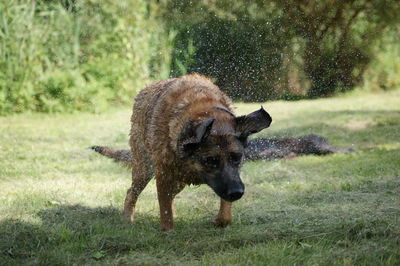 View of a dog on field