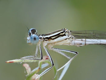 Close-up of damselfly on perching outdoors