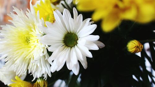 Close-up of white daisy flowers