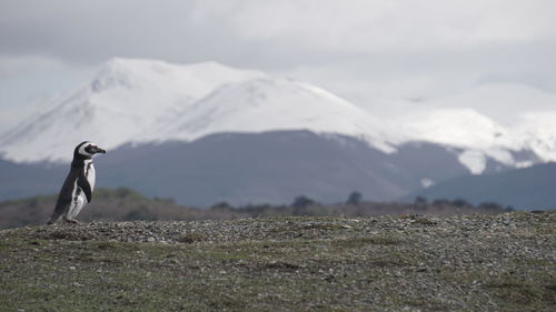 View of bird on mountain against sky