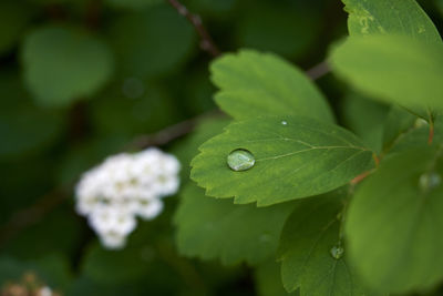 Shiny dew on fresh green leaves of shrub