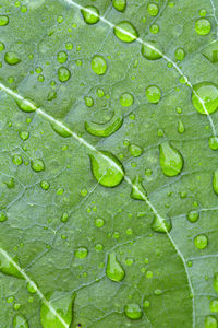 Full frame shot of raindrops on leaf