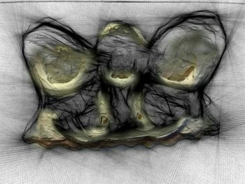 Close-up of dead fish