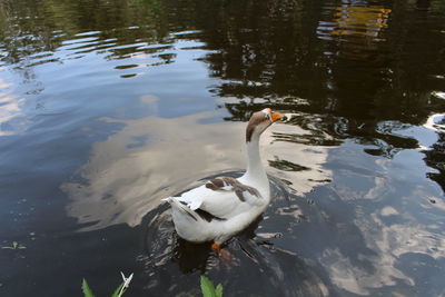 Duck in pool