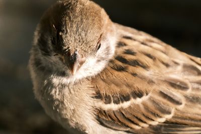 Young sparrow