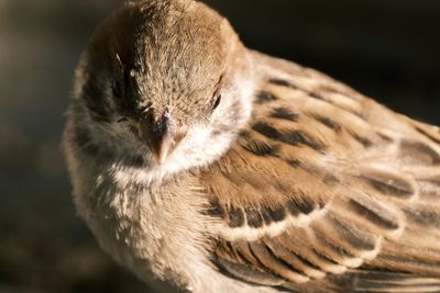 Close-up of bird