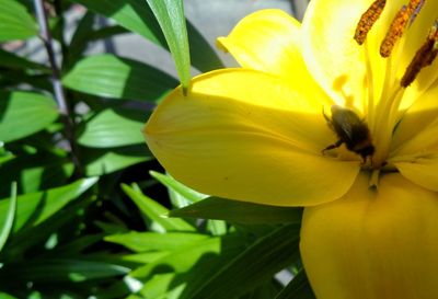 Close-up of yellow day lily blooming outdoors